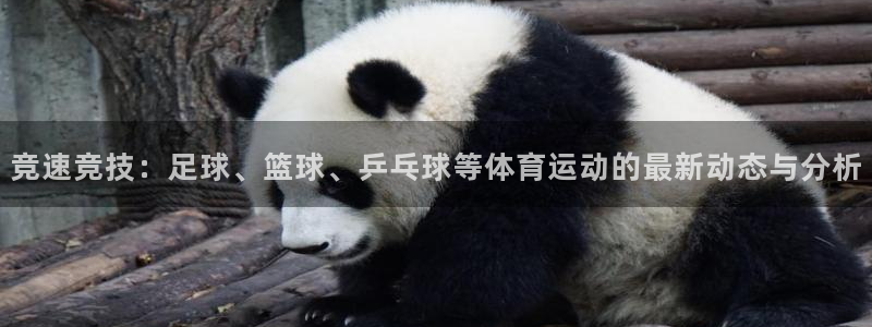 海南一竞技官网下载发展怎么样：竞速竞技：足球、篮球、