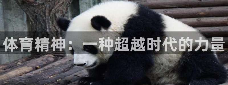 一竞技登录入口：体育精神：一种超越时